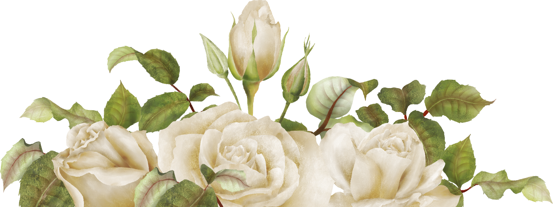 bundle of white roses