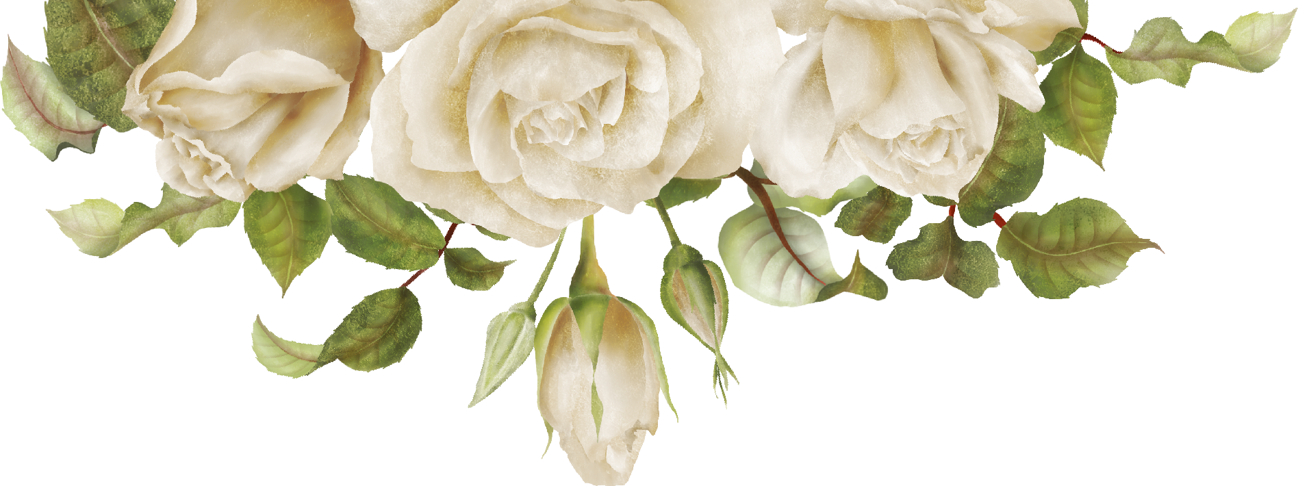 bundle of white roses